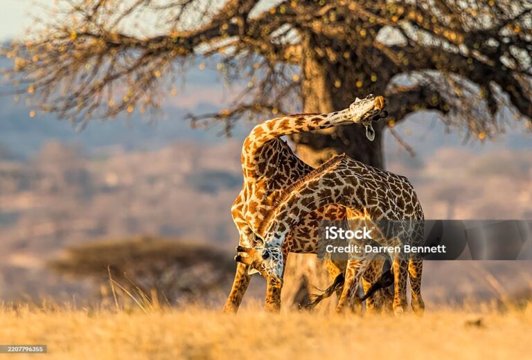 Privatsafari DUMA