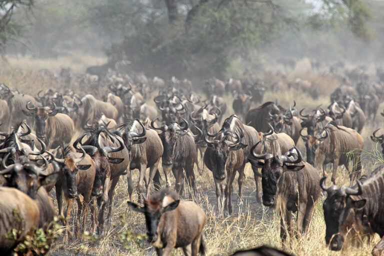 Privatsafari MBALAGETI