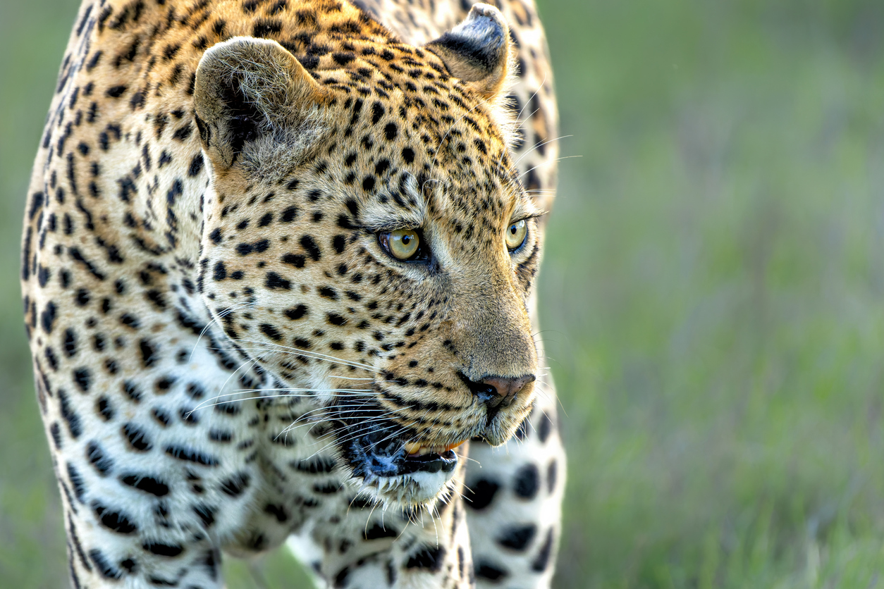 Privatsafari CHUI
