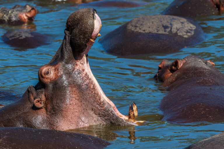 Privatsafari ZIWA