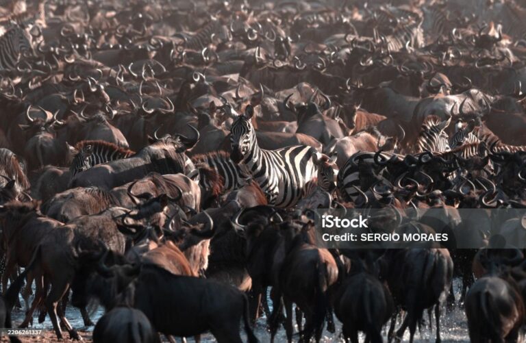 Privatsafari MBALAGETI
