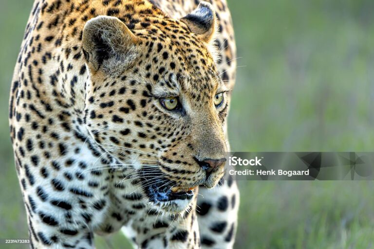 Privatsafari CHUI