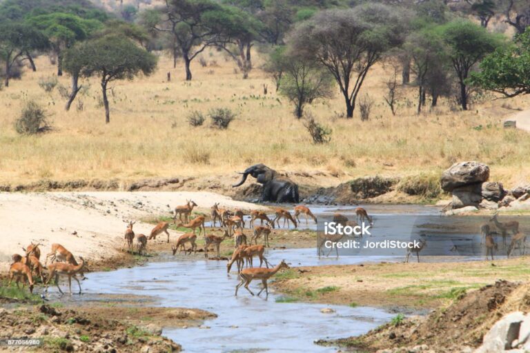 Privatsafari TEMBO